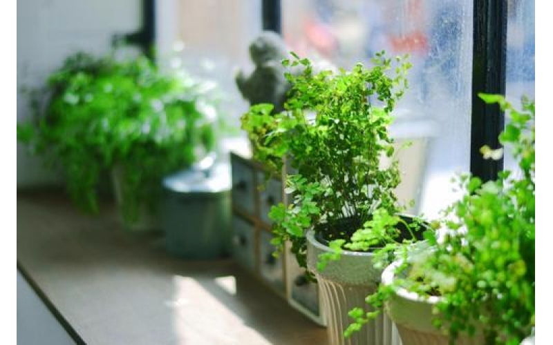 上海甲醛檢測(cè)：告訴你幾種除甲醛妙招